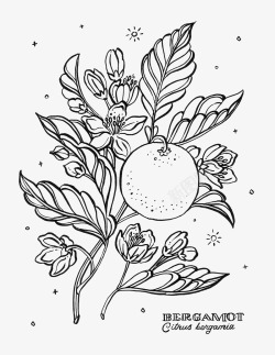 植物线描稿素材
