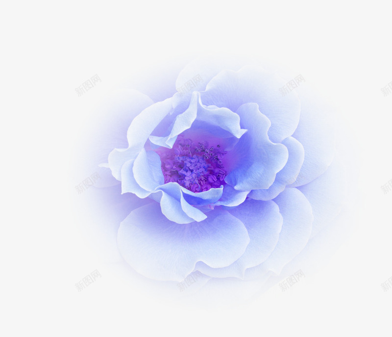 紫色鲜艳梦幻花朵装饰png免抠素材_新图网 https://ixintu.com 梦幻 紫色 花朵 装饰 鲜艳