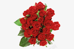 鲜艳的红玫瑰素材