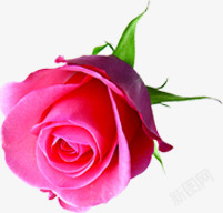 鲜艳粉色玫瑰花素材