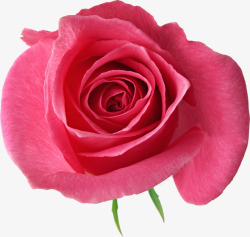 粉色鲜艳玫瑰素材
