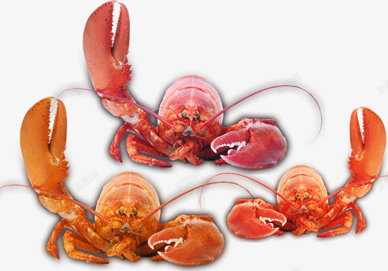 举起钳子的龙虾png免抠素材_新图网 https://ixintu.com 举起钳子的 红色 美食素材 龙虾