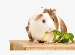 吃菜地鼠吃菜高清图片