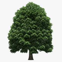 绿色的树木踏青季素材