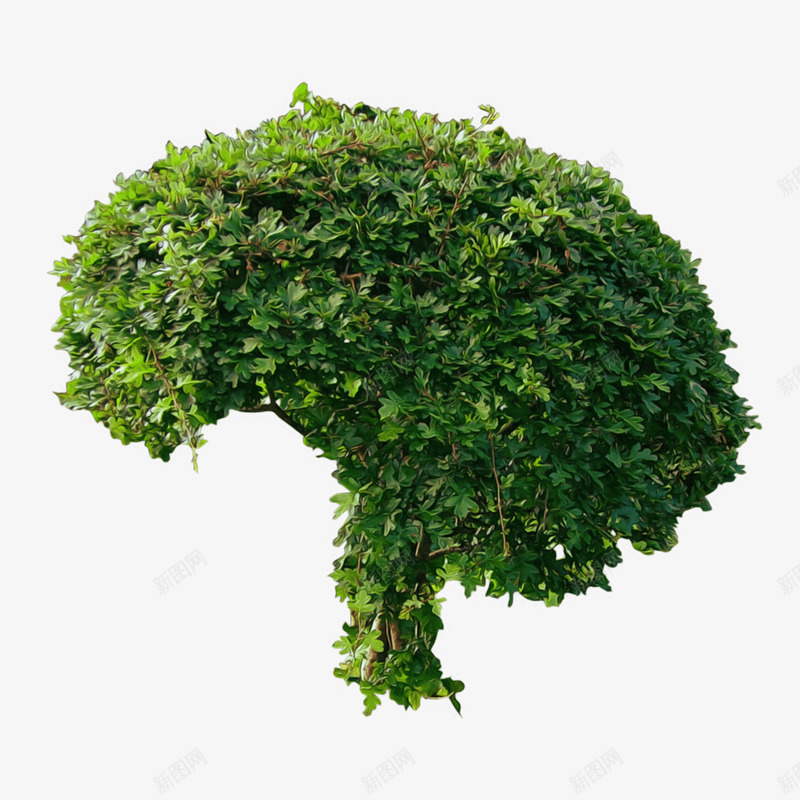 创意造型景观植物png免抠素材_新图网 https://ixintu.com 叶子 景观 植物PNG素材 生机 绿色