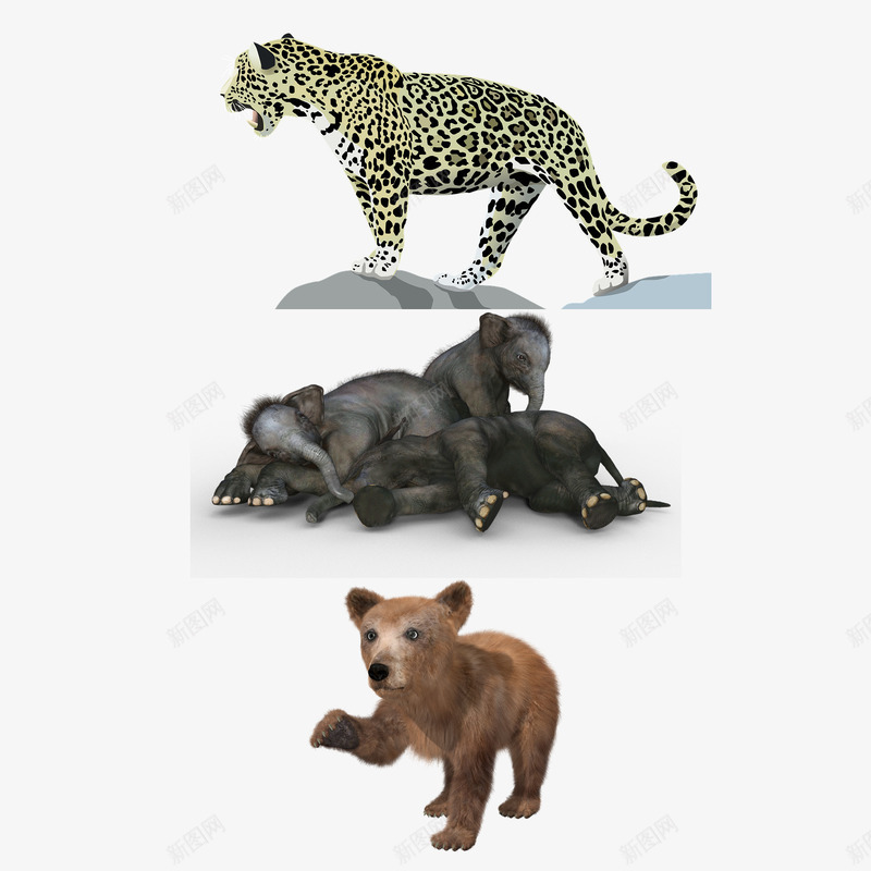 群组创意经典三只野生动物png免抠素材_新图网 https://ixintu.com 三只 创意 经典 群组 野生动物