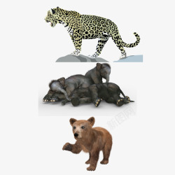 群组创意经典三只野生动物素材