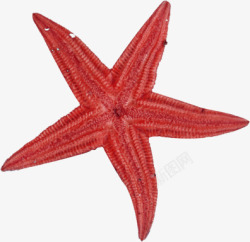红色五角海星装饰素材