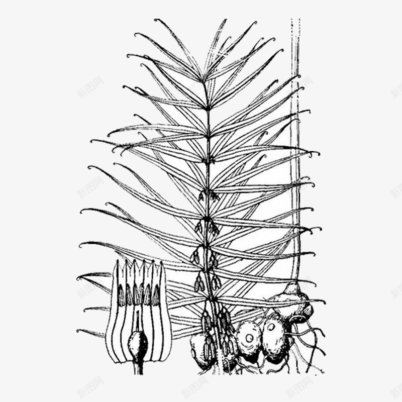 蕨类植物线描png免抠素材_新图网 https://ixintu.com 根茎叶 线描 蕨类 黑色