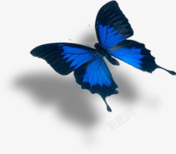 蓝色卡通蝴蝶造型素材