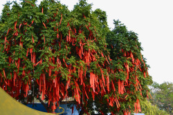 红色的布挂在树上素材