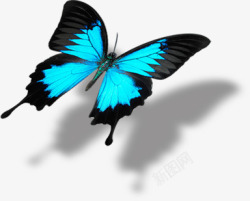蓝色美景蝴蝶创意造型素材