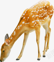 可爱麋鹿造型动物png免抠素材_新图网 https://ixintu.com 动物 可爱 设计 造型 麋鹿