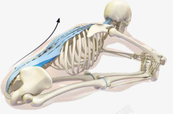 瑜伽骨骼姿势图素材