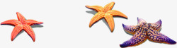 海洋生物海星素材