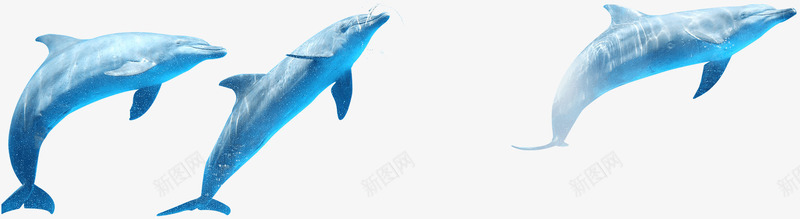 跳跃的蓝色海豚png免抠素材_新图网 https://ixintu.com 海豚 蓝色 跳跃