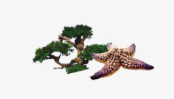 鏉炬灉松鼠和海星高清图片