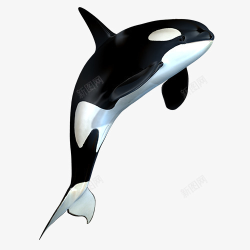 彩色质感装饰海豚psd免抠素材_新图网 https://ixintu.com 光滑 卡通动物 海豚 装饰图 设计图 质感海豚
