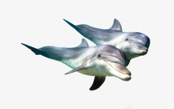 海豚鱼类素材