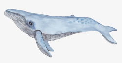 鲸鱼图卡通版蓝色的鲸鱼高清图片