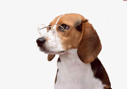 戴眼镜的腊肠犬素材