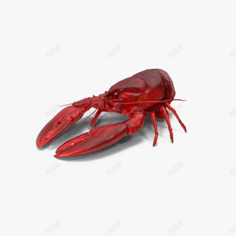 煮熟的龙虾png免抠素材_新图网 https://ixintu.com 大钳子 煮熟的 红色 龙虾