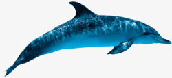 2017海豚动物哺乳动物素材