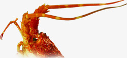 红色龙虾头毛笔字素材