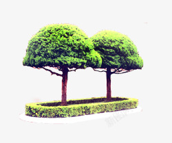 室外环境园林造型树高清图片