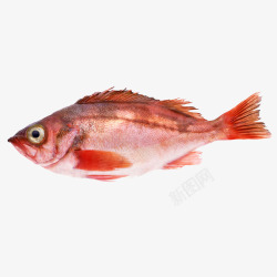 可爱的红鱼卡通手绘红色的小鱼高清图片