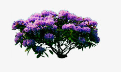 美丽的紫色花树素材