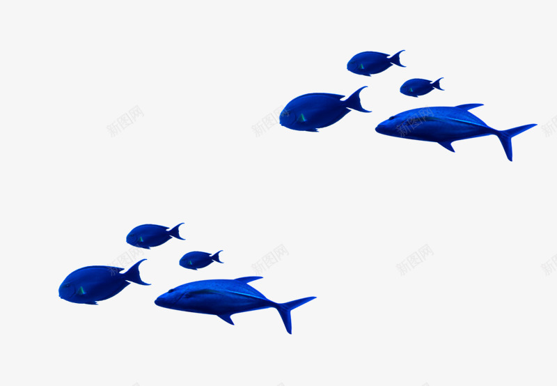 深蓝色海豚热带鱼装饰图案png免抠素材_新图网 https://ixintu.com 免抠PNG 海洋 海豚 深蓝色 热带鱼 装饰图案