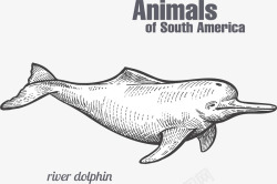 深海海豚素材