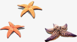 海洋生物海星活动素材