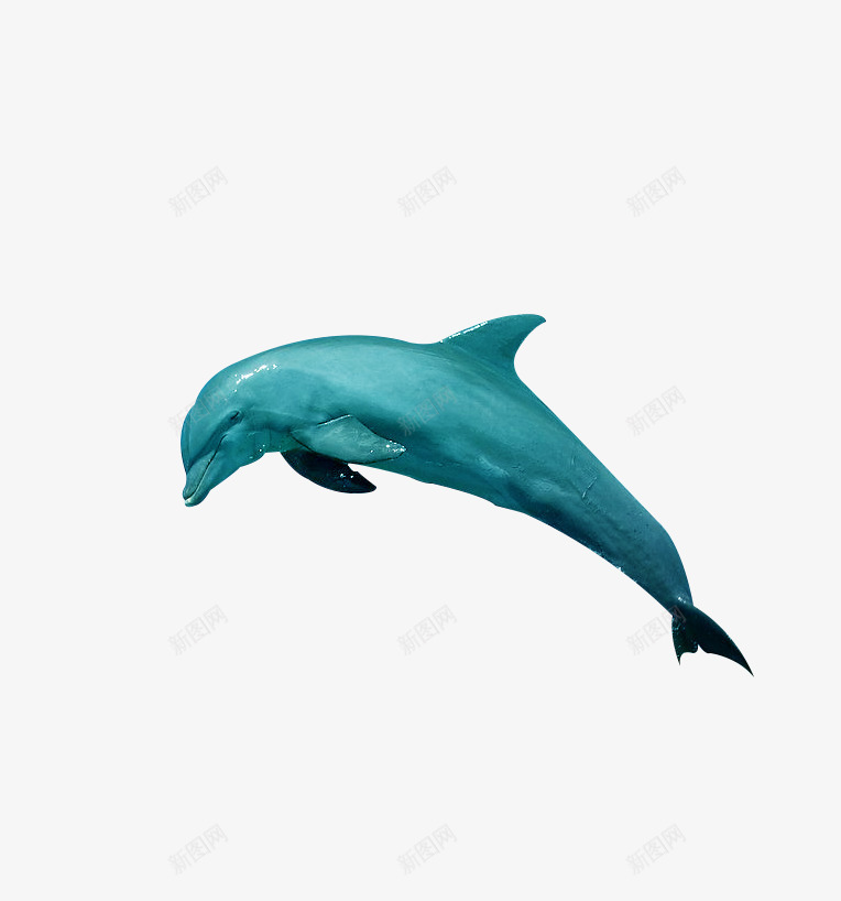跳跃海豚png免抠素材_新图网 https://ixintu.com 动物 小海豚 海洋 海洋动物 海豚 生物