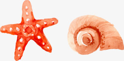 手绘海星和海螺素材