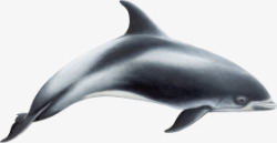 黑白海豚黑白色反光海豚高清图片