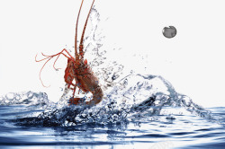 从水中跳跃水中跳跃的龙虾高清图片