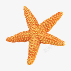 橘黄色海星橘黄色的海星高清图片