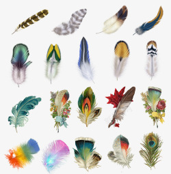 各类动物各类彩色羽毛合集高清图片