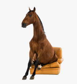动物皮质坐在沙发上的马高清图片