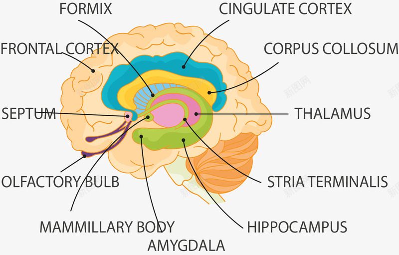 人类大脑结构图png免抠素材_新图网 https://ixintu.com 信息图表 分类 大脑 矢量素材 结构