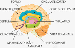 大脑结构图矢量人类大脑结构图高清图片