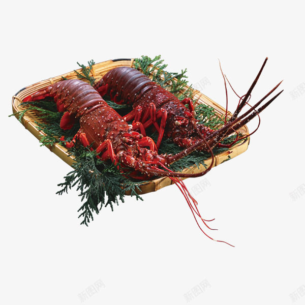 盘子上的两只大龙虾png免抠素材_新图网 https://ixintu.com 产品实物 盘子 红色 绿色