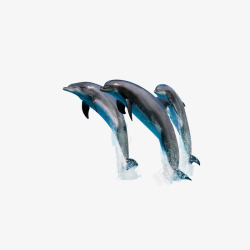 海豚造型海豚高清图片