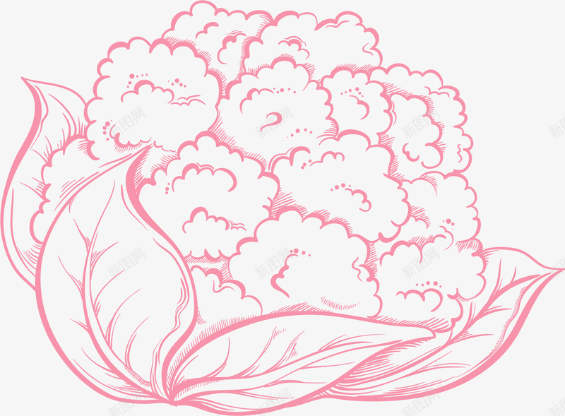 手绘线描棉花png免抠素材_新图网 https://ixintu.com 农作物 手绘 线描棉花