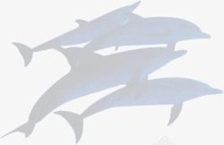 灰色鲸鱼海豚剪影素材