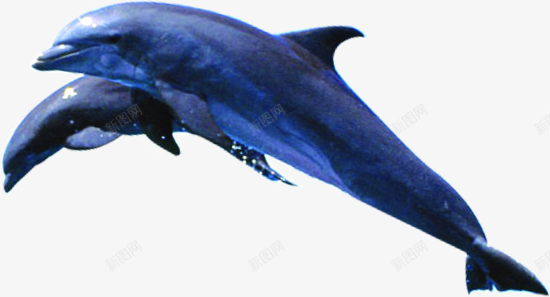 蓝色跳跃海豚png免抠素材_新图网 https://ixintu.com 海豚 蓝色 跳跃