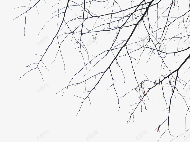 摄影黑色的树枝造型png免抠素材_新图网 https://ixintu.com 摄影 树枝 造型 黑色