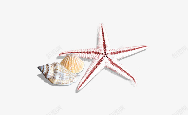 海星海螺png免抠素材_新图网 https://ixintu.com 图片 海星 海螺